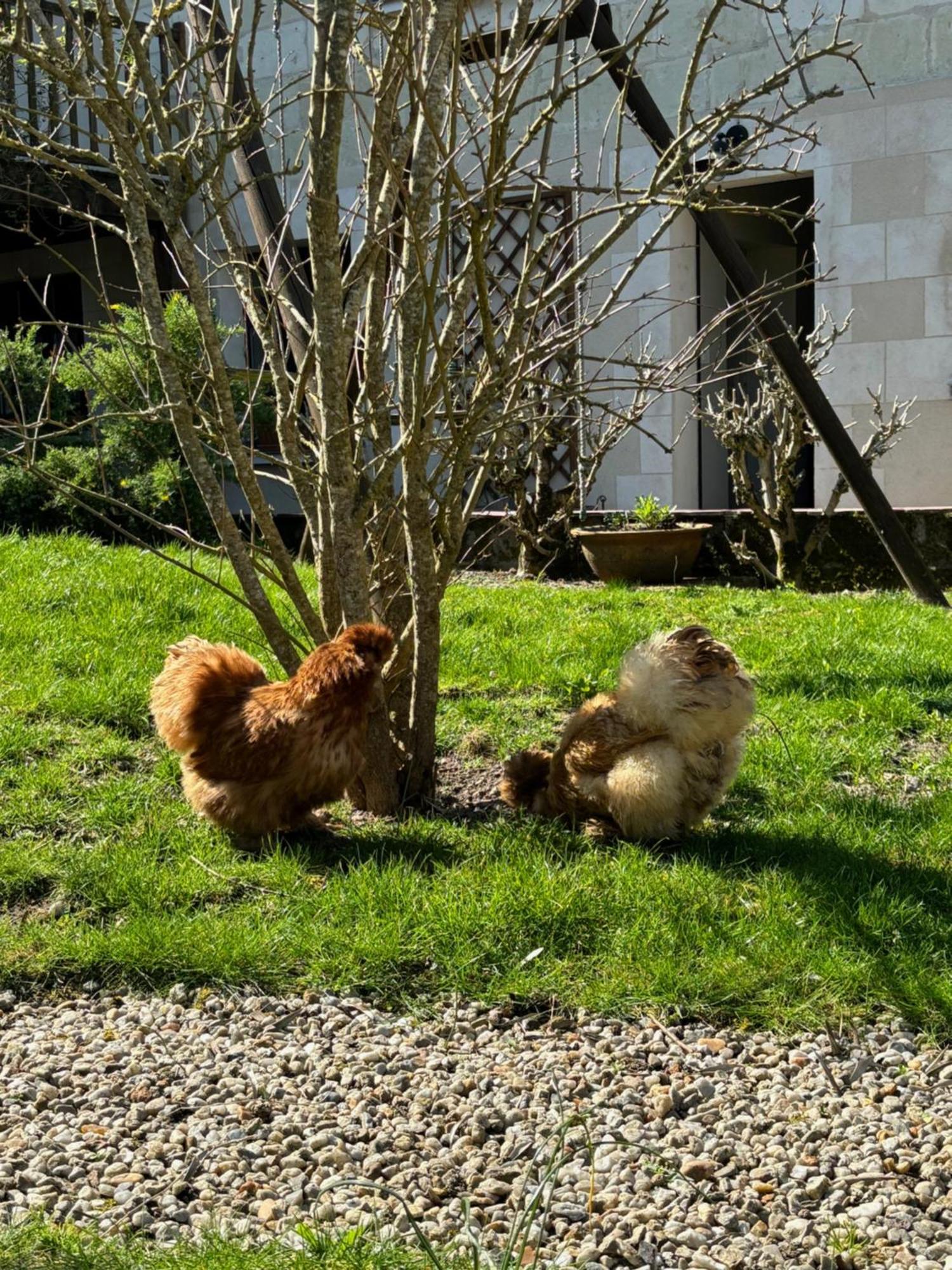 Le Petit Hureau Saumur Buitenkant foto